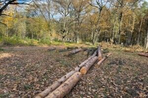 На Волині судитимуть екслісничого, який незаконно вирубав ліс на 1,9 млн гривень