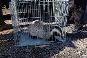 В Нацпарку на Волині випустили у природу борсука (Відео)