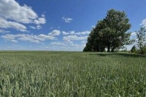 Волинянин самовільно засіяв соєю 2000 м² комунальної землі