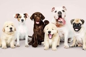 Топ-7 порід собак для активних власників