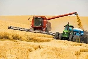 У Лищі жнива йдуть до завершення