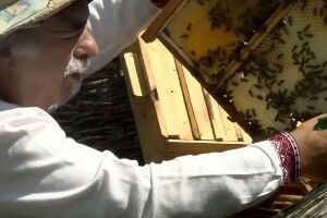 Підозрюють аграріїв, які працюють і на Волині: на Львівщині загинули мільйони бджіл