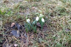 Біля кафедрального собору в Луцьку розцвіли підсніжники