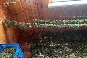Біля Луцька на дачі вилучили 25 кг канабісу: двох наркоторговців взяли під варту