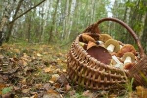 Поліщуки, увага: у Канаді розробляють робота-грибника