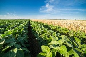 Сої на Волині сіятимуть менше