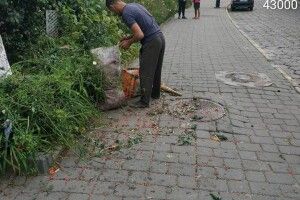 У Луцьку зловили «заготівельників», які обривали горобину разом з гілками (Фото)