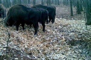На Волині у підгодівельні майданчики вже приходять зубри та олені (Фото)