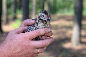 Розповіли, як на Волині вирощують фазанів (Фото)