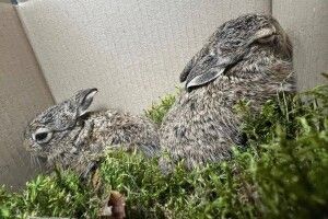 Під час пожежі у Луцькому районі врятували двох зайченят (Фото)