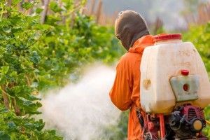 У Білорусі будують завод зі знищення пестицидів