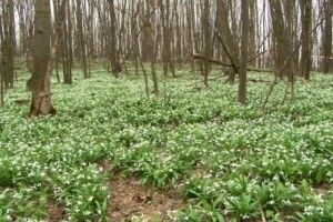 Масово зацвіли рідкісні підсніжники (відео)