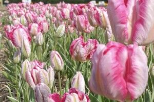 Волинська Голландія сьогодні квітів нікому не покаже
