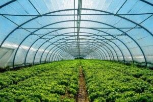 На Волині на один тепличний комплекс стане більше