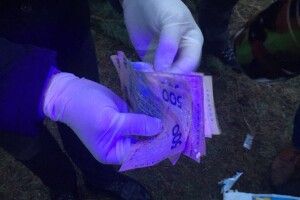 На Волині зловили хабарника, який обіцяв сприяння в реалізації незаконно зрубаних новорічних сосен