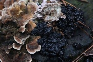 На Волині юні дослідники виявили незвичайний гриб