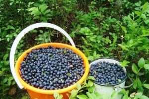 Волинські чорниці додали бюджету понад 1 мільйон гривень