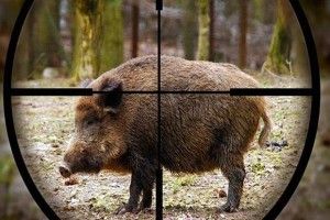 Через африканську чуму вепрів на Волині відстрілюватимуть