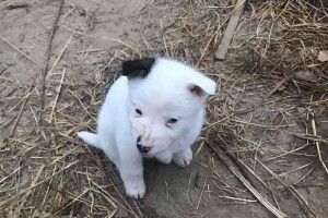 Під Луцьком мріє про собаче щастя біле цуценя з чорним вухом (Фото)