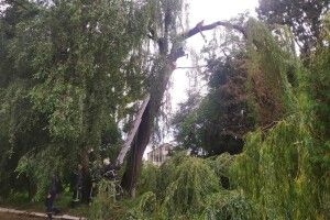 Через негоду дерево ледь не розтрощило котельню (Фото)