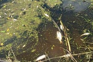 У річці Західний Буг виявили масову загибель риби