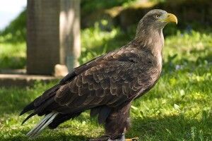 У Луцькому зоопарку оселився орлан-білохвіст зі складною долею