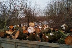 Перед святами волиняни хотіли накрасти лісу