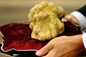 Дядько з Буковини вирощує гриби і продає їх по 30 тисяч за кіло
