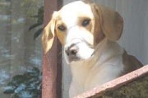 НАОДИНЦІ З ПРИРОДОЮ: порозумілися...