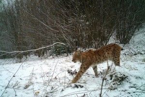 Науковці Київського зоопарку... вполювали у Карпатах рись (фото)