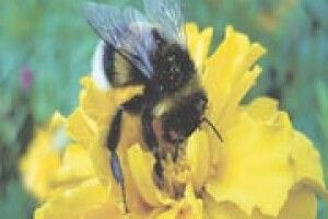 ФОТО НА КОНКУРС: золотий нектар літа «І світить сонце оком загадковим.