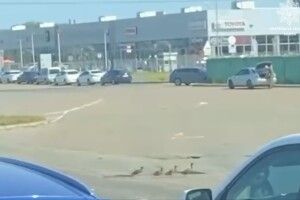 У Києві патрульні зупинили рух на дорозі, щоб пропустити пішоходів-каченят (Відео)