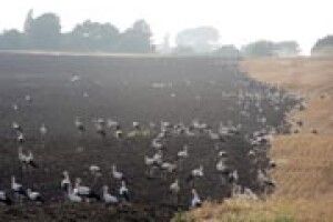 ПЕРШИЙ ПОДИХ ОСЕНІ: лелеки готуються до важкого перельоту