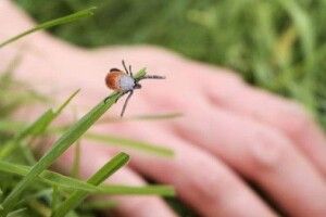 Лучан захистять від кліщів