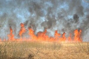 На Волині горів очерет та суха трава