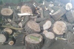 Луцьким Мурчикам та Барбосам підкинули дровенят до опалювального сезону