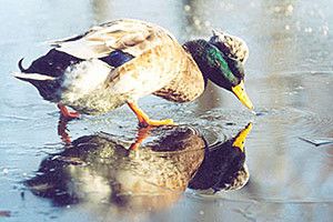 ФОТО НА КОНКУРС: подорож у Задзеркалля