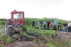 МАЙЖЕ 100 ГЕКТАРІВ КОНОПЕЛЬ ЗНАЙШЛИ... ПІД ЛУЦЬКОМ