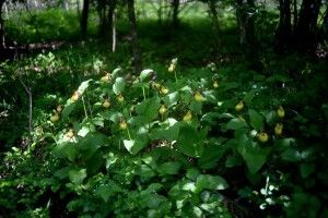 На Волині знайшли нові місця, де ростуть зозулині черевички