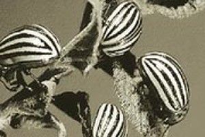 ЯК ПОЗБУТИСЯ ЖУКІВ?