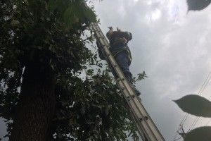 На Рівненщині рятувальники повернули у гніздо лелеченя