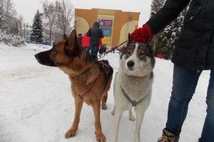 Ото зима – рівняни вже опановують собачі упряжки! (фото)