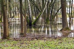 У Луцьку через рясні опади затоплена третина території центрального парку
