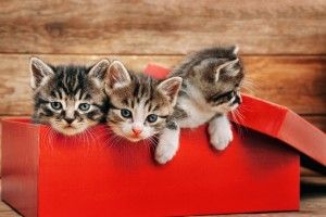 Трьох мацюпуніх кошенят лишили в клітці просто посеред вулиці Лесі Українки