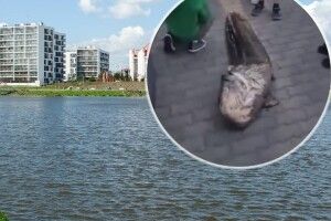 У Польщі українець вкрав сома, який був символом місцевого озера