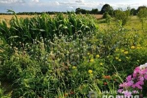 Жителі Рівненщини продовжують вирощувати наркотичне зілля (фото)
