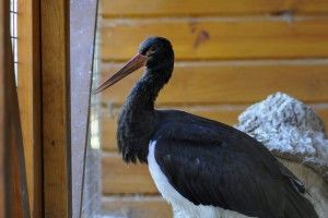 У Луцьку оселилися легендарні жабоїди із самісінької столиці (фото)