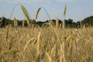 «Закон про ринок землі – для олігархів, а не для українців» 