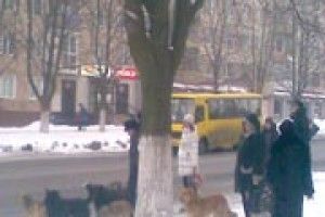 ФОТОФАКТ: то зупинка для людей чи собак?
