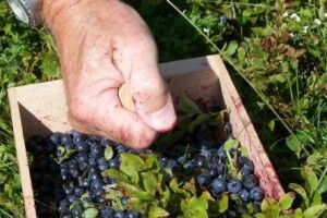 Чи дозволять цьогоріч поліщукам збирати ягоди та гриби в лісах
